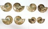 Lot: to Cut Ammonite Fossil Pairs - Pairs #117039-4